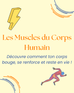 les muscles du corps humain